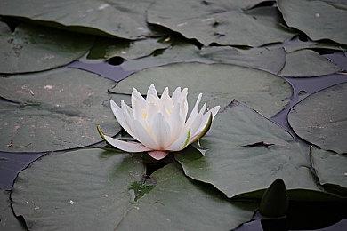 TEAM17 在 FUTURE GAMES SHOW 夏季展上展示一系列即将推出的游戏